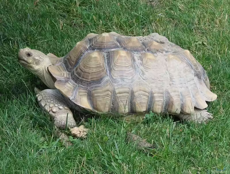 Centrochelys sulcata im Terrarium halten (Einrichtungsbeispiele mit Spornschildkröte)
