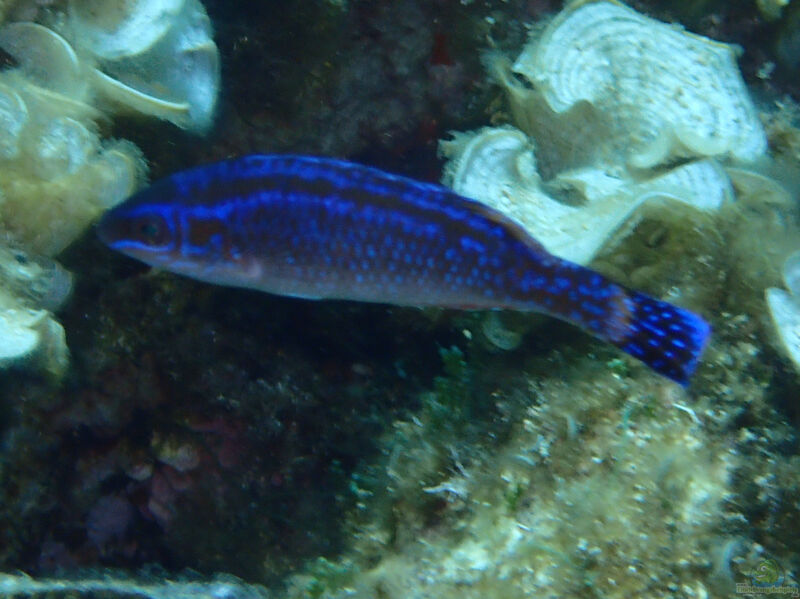 Centrolabrus melanocercus im Aquarium halten (Einrichtungsbeispiele für Mittelmeer Putzerlippfisch)  - Centrolabrus-melanocercusaquarium