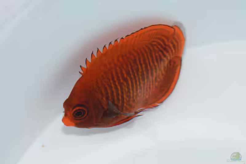 Centropyge aurantia im Aquarium halten (Einrichtungsbeispiele mit Goldstreifen-Zwergkaiserfisch)