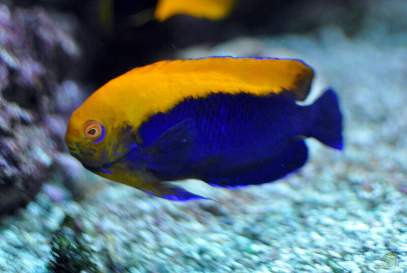 Centropyge aurantonotus im Aquarium halten (Einrichtungsbeispiele für Gelbrücken-Zwergkaiserfisch)