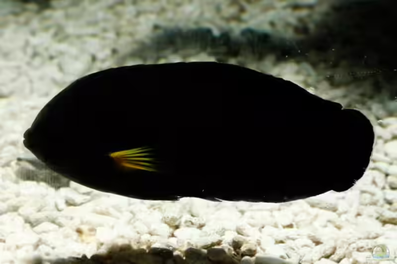 Centropyge flavipectoralis im Aquarium halten (Einrichtungsbeispiele für Mondstrahl-Zwergkaiserfisch)