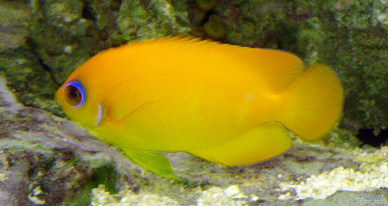 Centropyge flavissima im Aquarium halten (Einrichtungsbeispiele für Zitronen-Zwergkaiserfisch)  - Centropyge-flavissimaaquarium