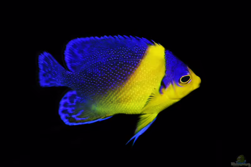 Centropyge venusta im Aquarium halten (Einrichtungsbeispiele für Purpurmasken-Zwergkaiserfisch)