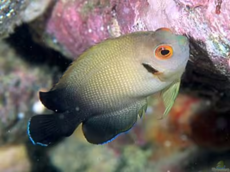 Centropyge vrolikii im Aquarium halten (Einrichtungsbeispiele für Perlschuppen-Zwergkaiserfisch)