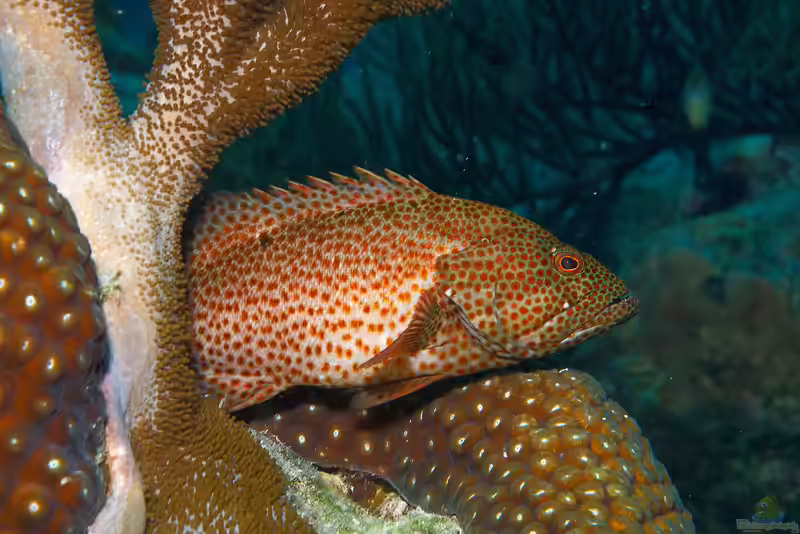 Cephalopholis cruentata im Aquarium halten (Einrichtungsbeispiele für Karibischer Zackenbarsch)