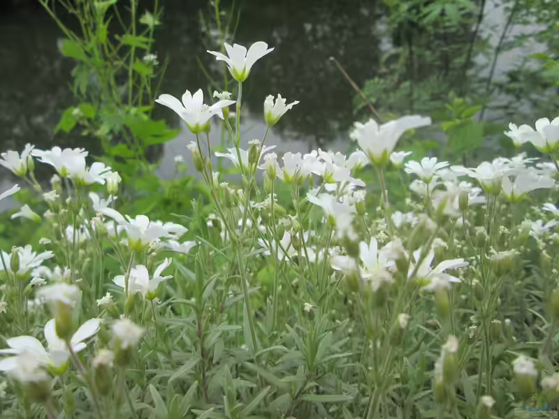Cerastium arvense am Gartenteich (Einrichtungsbeispiele mit Acker-Hornkraut)