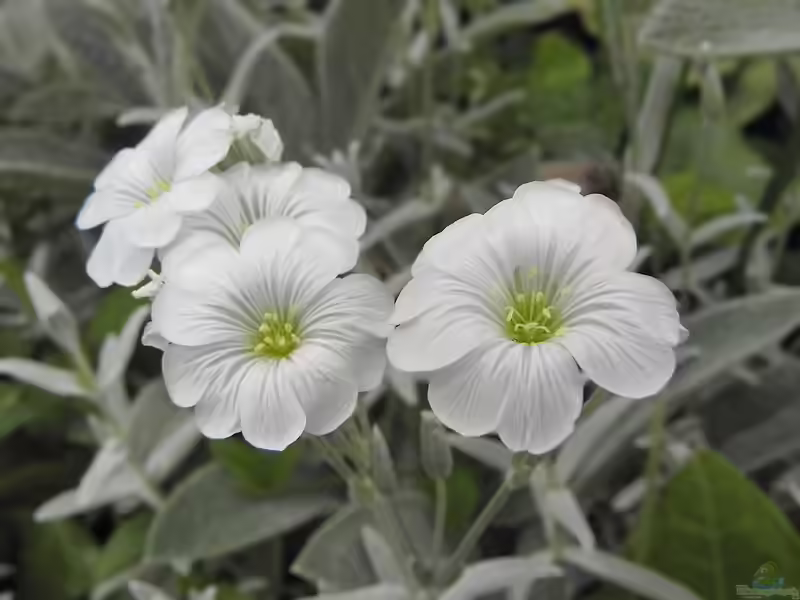 Cerastium tomentosum im Garten pflanzen (Einrichtungsbeispiele mit Filziges Hornkraut)