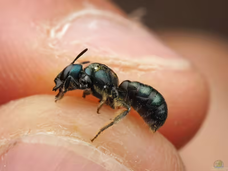 Ceratina chalybea im Garten (Einrichtungsbeispiele mit Metallische Keulhornbiene)