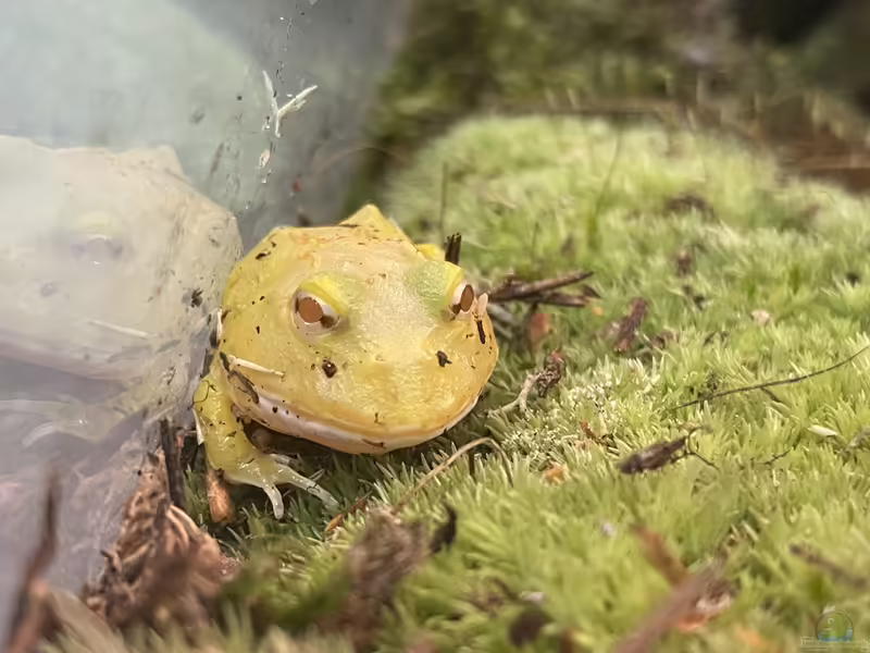 Ceratophrys cranwelli im Terrarium halten (Einrichtungsbeispiele für Schmuckhornfrosch)