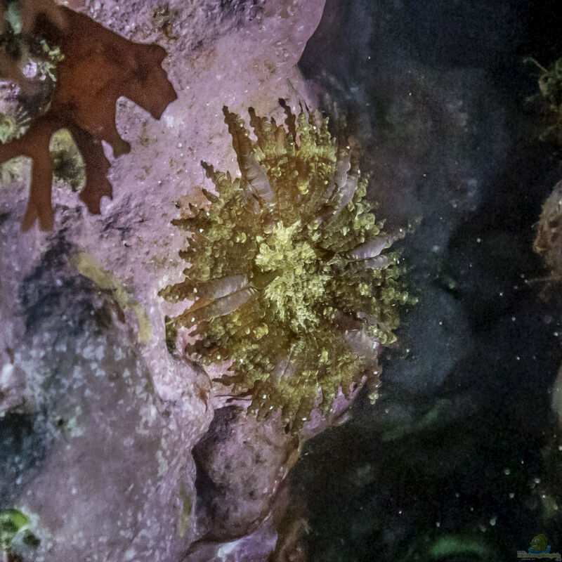 Cereus pedunculatus im Aquarium halten (Einrichtungsbeispiele für Sonnenrose)  - Cereus-pedunculatusaquarium