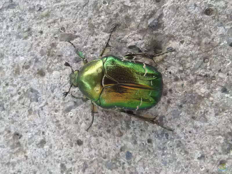 Cetonia aurata im Garten (Einrichtungsbeispiele mit Gemeiner Rosenkäfer)