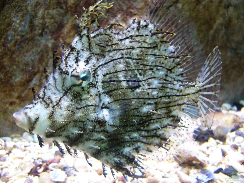 Chaetodermis penicilligerus im Aquarium halten (Einrichtungsbeispiele für Schmuckfeilenfisch)  - Chaetodermis-penicilligerusaquarium
