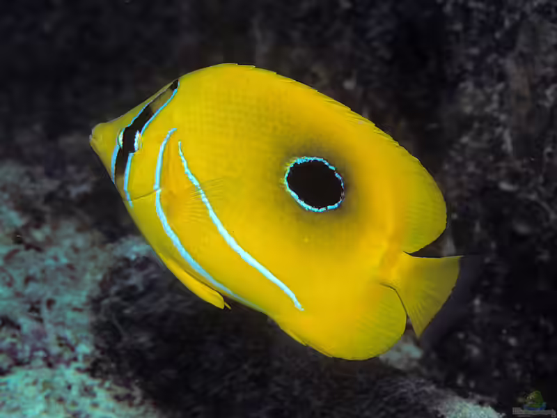 Chaetodon bennetti im Aquarium halten (Einrichtungsbeispiele für Bennetts Falterfisch)