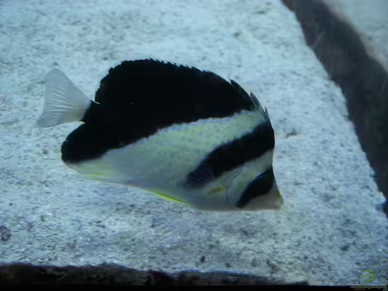 Chaetodon burgessi im Aquarium halten (Einrichtungsbeispiele für Burgess Falterfisch)