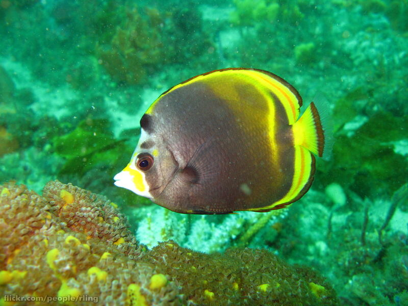 Chaetodon flavirostris im Aquarium halten (Einrichtungsbeispiele für Schwarzer Falterfisch)