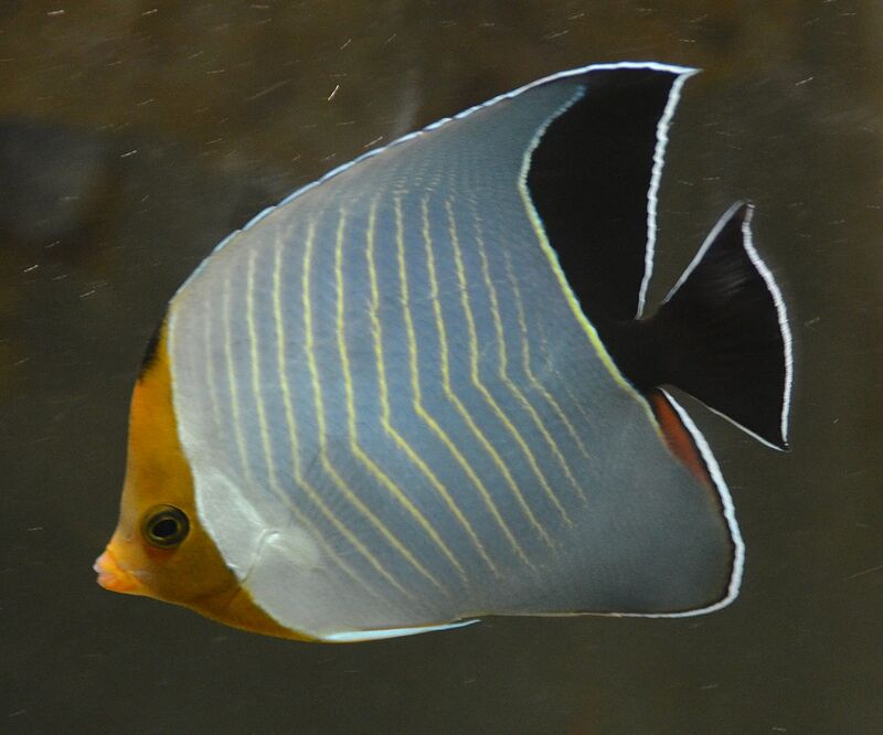 Chaetodon larvatus im Aquarium halten (Einrichtungsbeispiele für Rotkopf-Falterfisch)