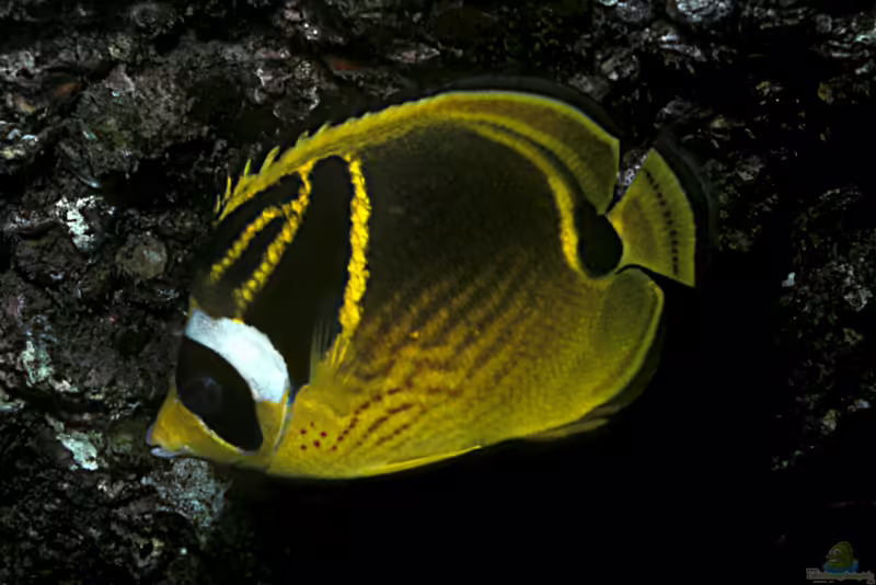 Chaetodon lunula im Aquarium halten (Einrichtungsbeispiele für Mondsichel-Falterfisch)