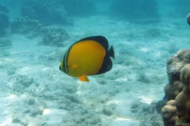 Chaetodon melapterus im Aquarium halten (Einrichtungsbeispiele für Arabischer Rippen-Falterfisch)