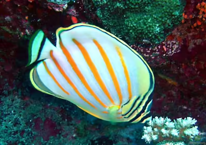 Chaetodon ornatissimus im Aquarium halten (Einrichtungsbeispiele für Orangestreifen-Falterfisch)