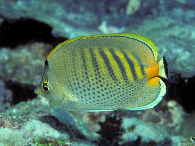 Chaetodon punctatofasciatus im Aquarium halten (Einrichtungsbeispiele für Punktstreifen-Falterfisch)