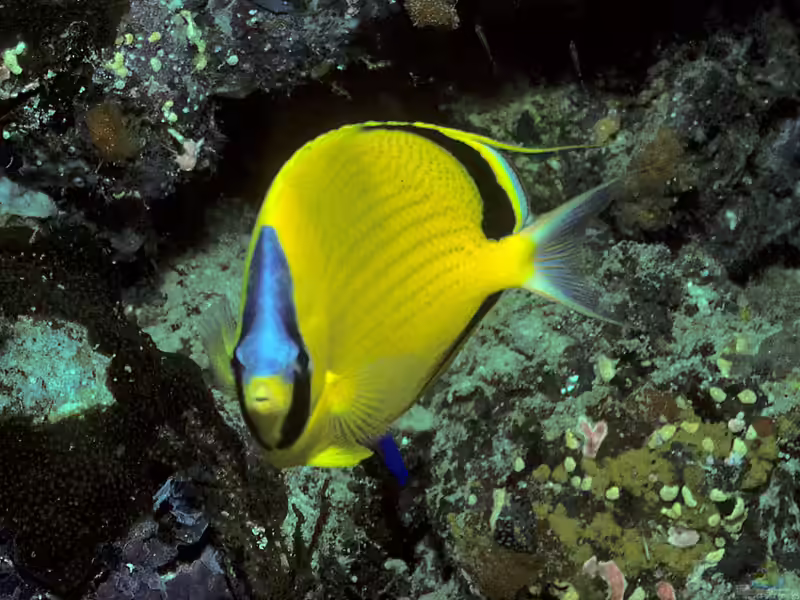Chaetodon semeion im Aquarium halten (Einrichtungsbeispiele für Blaustirn-Falterfisch)