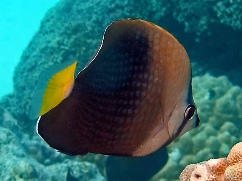 Chaetodon trichrous im Aquarium halten (Einrichtungsbeispiele für Tahiti-Falterfisch)