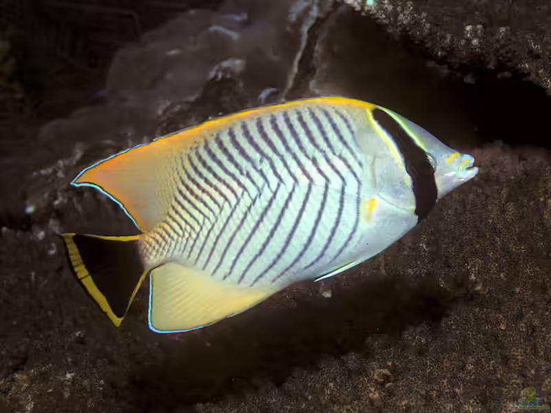 Chaetodon trifascialis im Aquarium halten (Einrichtungsbeispiele für Sparren-Falterfisch)