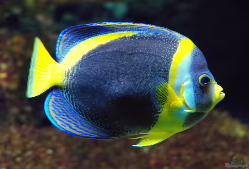 Chaetodontoplus duboulayi im Aquarium halten (Einrichtungsbeispiele für Queensland-Samtkaiserfisch)