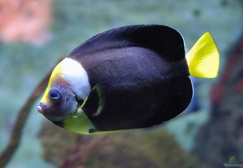 Chaetodontoplus meredithi im Aquarium halten (Einrichtungsbeispiele für Masken-Samtkaiserfisch)