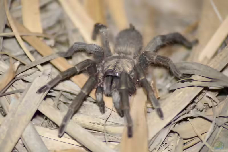 Chaetopelma olivaceum (Einrichtungsbeispiele mit Olivgrüne Vogelspinne)