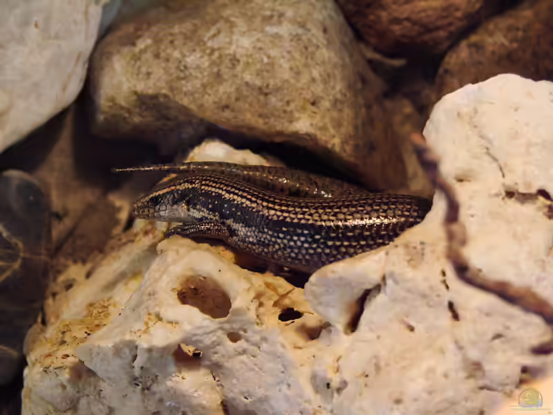 Chalcides simonyi im Terrarium halten (Einrichtungsbeispiele mit Purpurarien-Skink)
