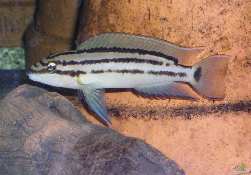 Chalinochromis popelini im Aquarium halten (Einrichtungsbeispiele für Chalinochromis popelini)