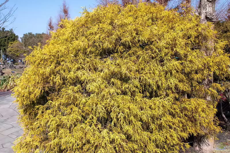 Chamaecyparis pisifera im Garten pflanzen (Einrichtungsbeispiele mit Gelbe Fadenzypresse)