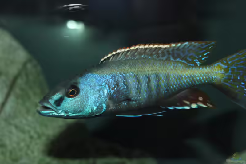 Champsochromis: majestätische Raubcichliden aus dem Malawisee (Einrichtungsbeispiele mit Champsochromis-Arten)