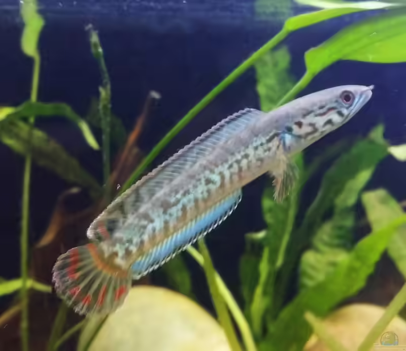Channa bleheri im Aquarium halten (Einrichtungsbeispiele mit Regenbogen-Schlangenkopf)