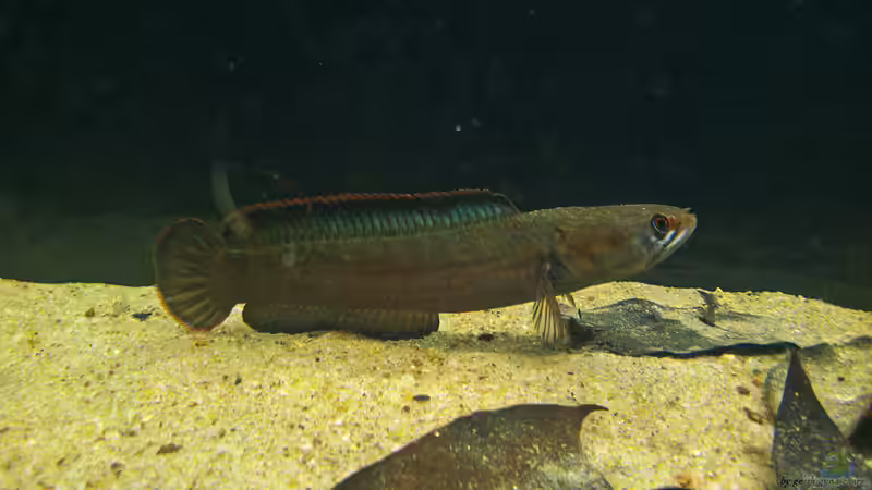 Channa orientalis im Aquarium halten (Einrichtungsbeispiele für Ceylon-Schlangenkopffisch)
