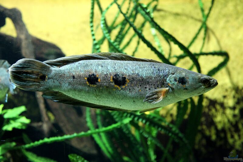 Channa pleurophthalma im Aquarium halten (Einrichtungsbeispiele für Augenfleck-Schlangenkopffisch)