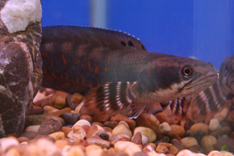 Aquarien mit Channa pulchra (Schöner Schlangenkopffisch)
