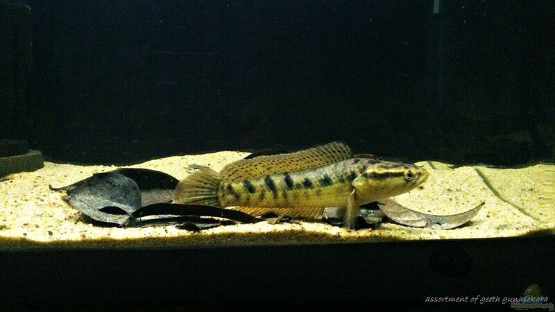 Channa punctata im Aquarium halten (Einrichtungsbeispiele für Punktierter Schlangenkopffisch)