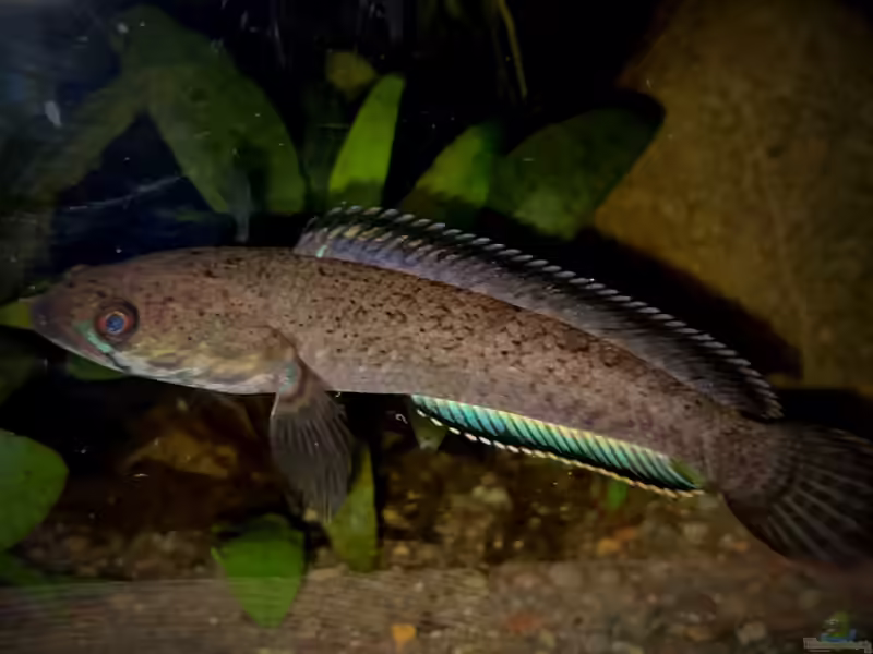 Channa sp. Laos Fireback im Aquarium halten (Einrichtungsbeispiele mit Channa sp. Laos Fireback)