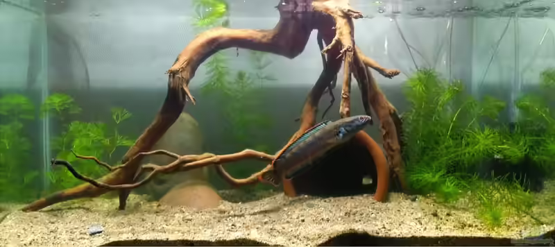 Channa sp. Redfin im Aquarium halten (Einrichtungsbeispiele für Channa sp. Redfin)