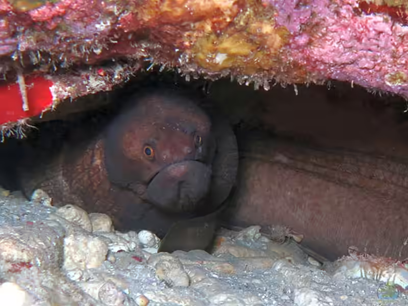 Channomuraena vittata im Aquarium halten (Einrichtungsbeispiele für Breitband-Muräne)