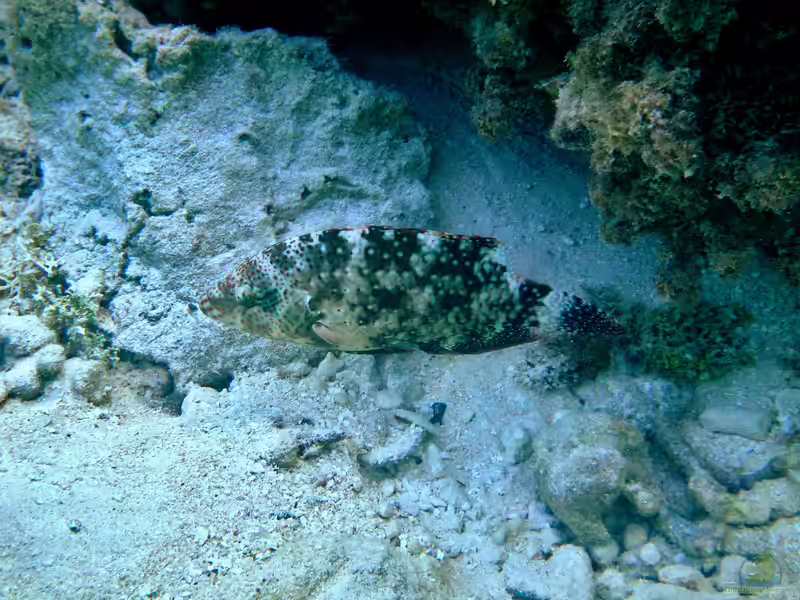 Cheilinus chlorourus im Aquarium halten (Einrichtungsbeispiele für Maori Lippfisch)
