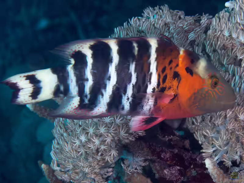 Cheilinus fasciatus im Aquarium halten (Einrichtungsbeispiele für Rotbrust-Prachtlippfisch)