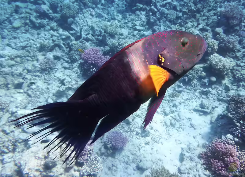 Cheilinus lunulatus im Aquarium halten (Einrichtungsbeispiele für Besenschwanz-Prachtlippfisch)
