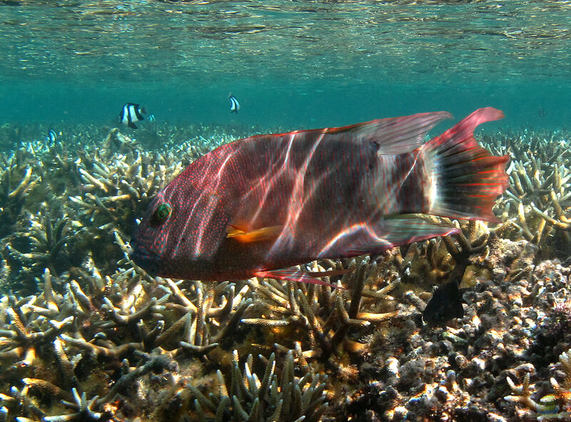 Cheilinus trilobatus im Aquarium halten (Einrichtungsbeispiele für Dreilappen-Lippfisch)  - Cheilinus-trilobatusaquarium