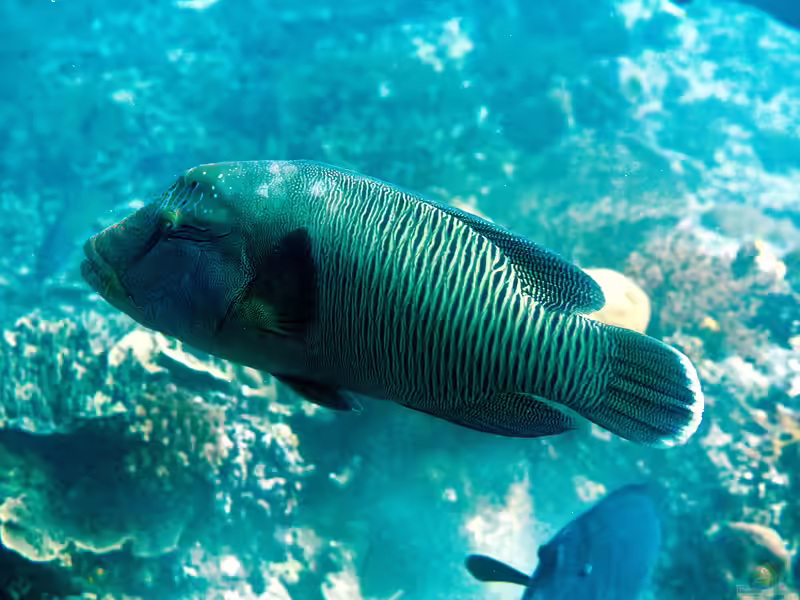 Cheilinus undulatus im Aquarium halten (Einrichtungsbeispiele für Napoleon-Lippfisch)