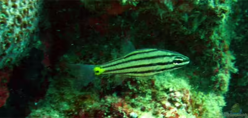 Cheilodipterus isostigmus im Aquarium halten (Einrichtungsbeispiele für Hundezahn-Kardinalbarsch)