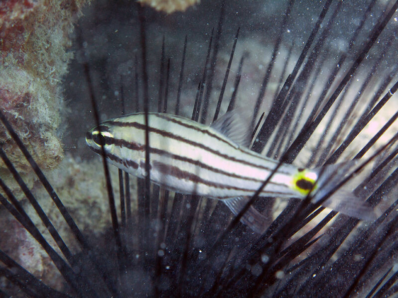 Cheilodipterus novemstriatus im Aquarium halten (Einrichtungsbeispiele für Zweipunkt-Kardinalbarsch)  - Cheilodipterus-novemstriatusaquarium