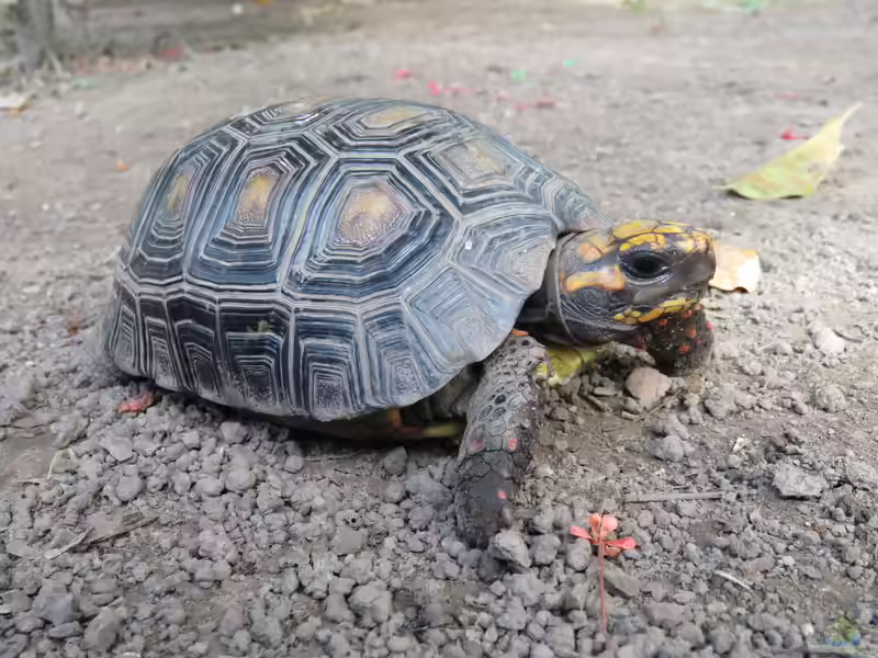Chelonoides carbonarius im Terrarium halten (Einrichtungsbeispiele mit Köhlerschildkröte)
